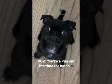 #54 Funniest Cats And Dogs videos 🐶🐱 #funny #animals #cuteanimals