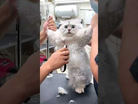 #96 Funniest Cats And Dogs videos 🐶🐱 #funny #animals #cuteanimals