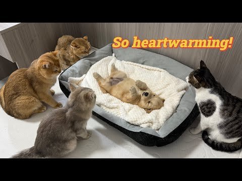 Abandoned golden retriever puppy couldn't find its mother and cried.All the cats came to comfort it!