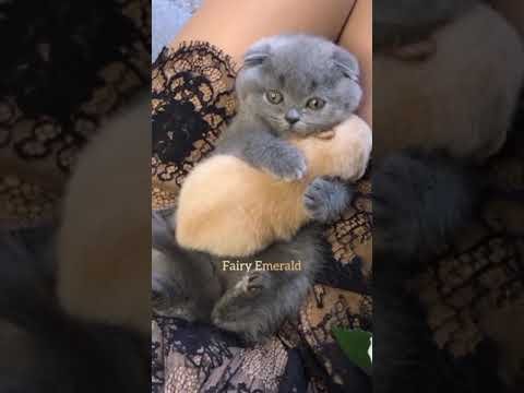 Adorable cat hugs a puppy 😻