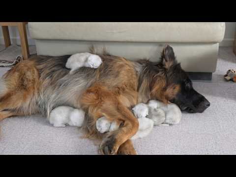 Adorable Kittens Who Are Way Too Attached to Big Dogs!