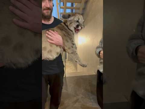Big Dog and Big Cat didn't get along with each other.