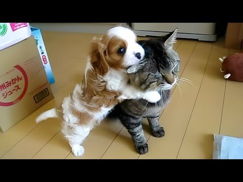Cats React To Meeting Puppy For The First Time! 🤣