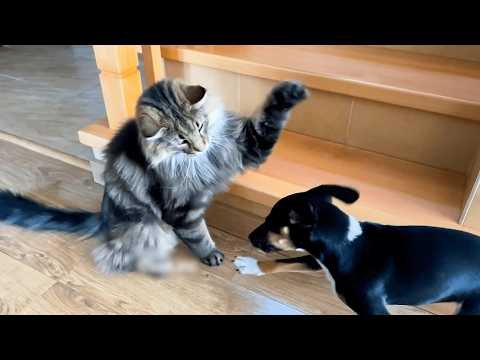 Cats VS. Dogs 😂💥 | 30 MINUTES