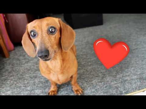 CUTEST Baby Animal Videos That Will Make You Scream! | Adorable Puppy & Kitten Videos