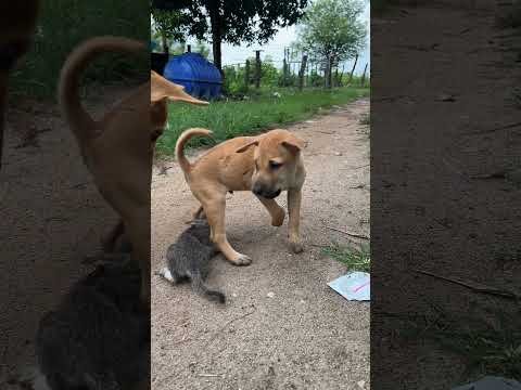 dog and puppy attacks kittens 🐶🐱#dog #cat #puppy #kitten #animals #doglover#catlover