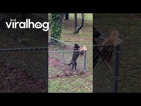 Dog Keeps Cat Contained In Yard || ViralHog