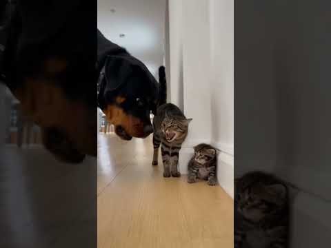 DOG Tries to BULLY Tiny Kitten…then THIS Happens! #cats #ring #cctv #bear #catlovers #animallovers