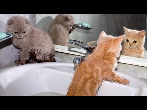 FUNNIEST Baby Animals 🤣 😂 | Best Cats, Dogs & Farm Animals