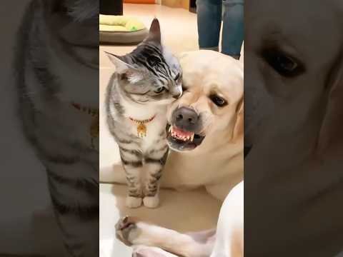 Funny Dogs Afraid of Cats 😱 | Hilarious Reactions #funny #dog #shorts