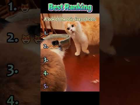 Funny things that only happen with two cats#funny #cat #funnytiktok #pets #cute #funnycats #catlove