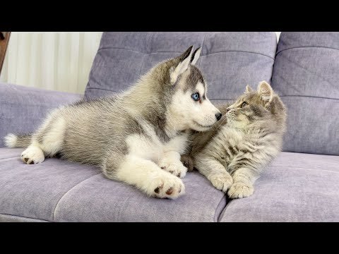 Husky Puppy Reacts To Meeting Kitten For The First Time! [CUTEST VIDEO EVER]