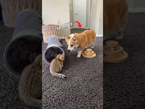 Introducing a new kitten to dogs!