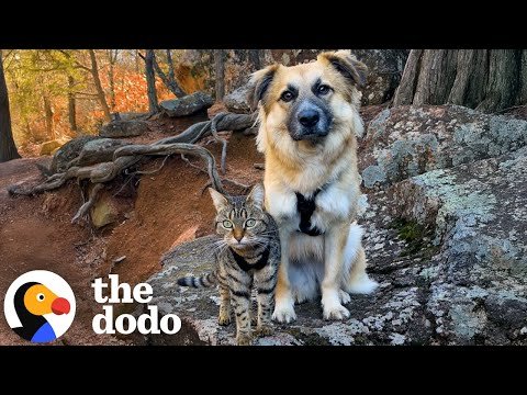 Kitten and Dog With Traumatic Pasts Become Unlikely Soulmates | The Dodo