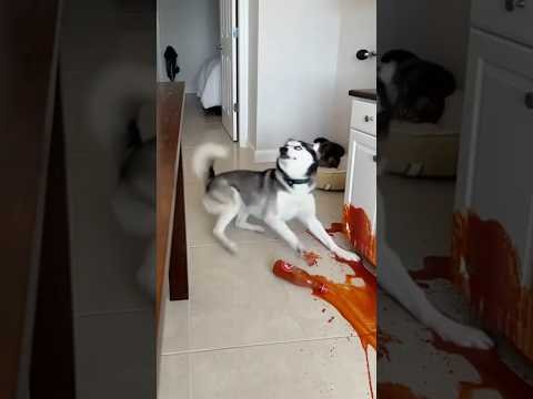 Max! What have you done? #cute #funny #pets #dog #cat #cat #funny #cute #animals #cat #dog #Max #Mia