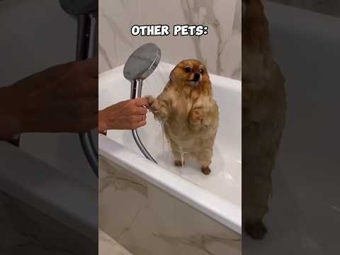 Other Pets vs My Dog #funny #funnycats #pets #cats #kittens #cute #animals #laugh