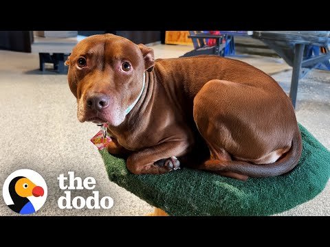Pittie Raised With Cats Thinks He Is One | The Dodo