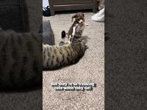 Puppy And Kitten Have Adorable Play Fight