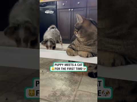 Puppy meets cat for the first time ❤️ (🎥: ViralHog)