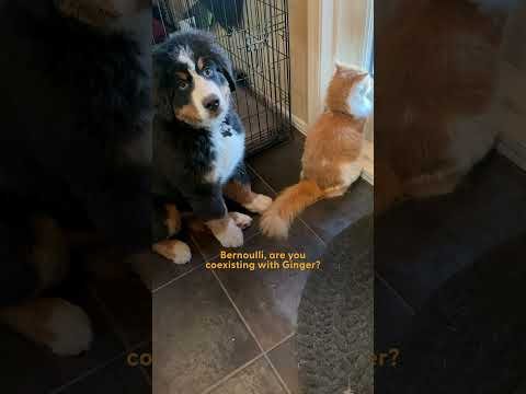 Puppy Spends A Whole Year Learning Cat's Love Language | The Dodo