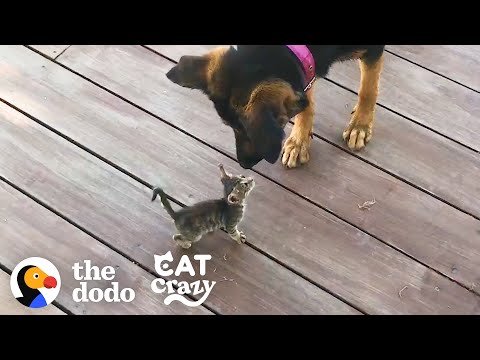 Stray Kitten Picks A Dog As Her Mom | The Dodo Cat Crazy