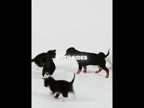 The Day Puppies Met Kittens for the First Time 🐶🐱💞 (🎥 @kritterclub) #shorts #cat #puppies #kitten