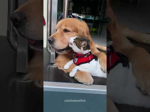 This Cat & Dog "Fight" is Actually Hilarious Friendship! 🤜🤛❤️ #BestFrenemies #funnycat#cats