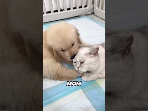 This Golden Retriever adopts a kitten while her puppies nurse from mother cat 😂❤️
