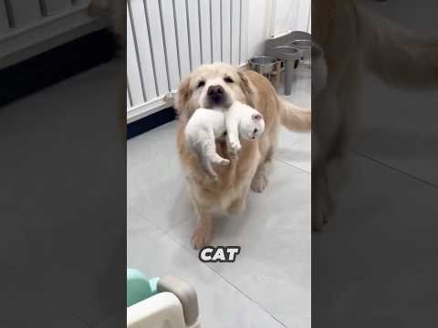 This Golden Retriever helps mother cat take care of her kittens ❤️
