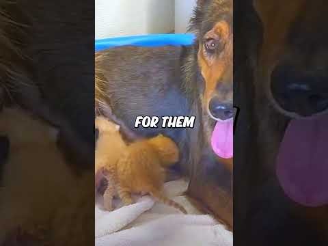 This mama dog lost her puppies, but she got to raise tiny kittens 💔