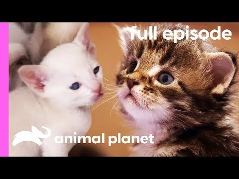 Tonkinese, American Curl, and Maine Coon Kittens | Too Cute! (Full Episode)