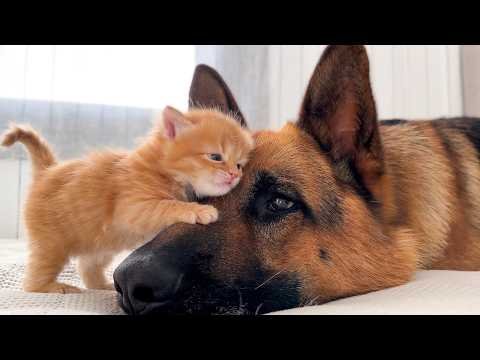 When Big Dogs Fall In Love With Kittens!